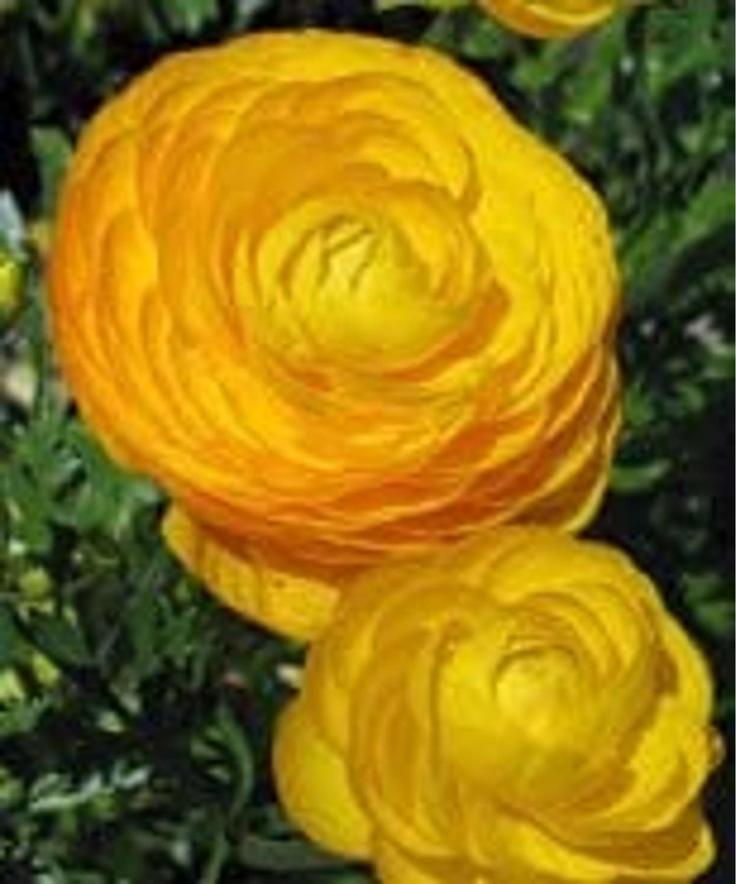 Jaloleinikki 'Keltainen'